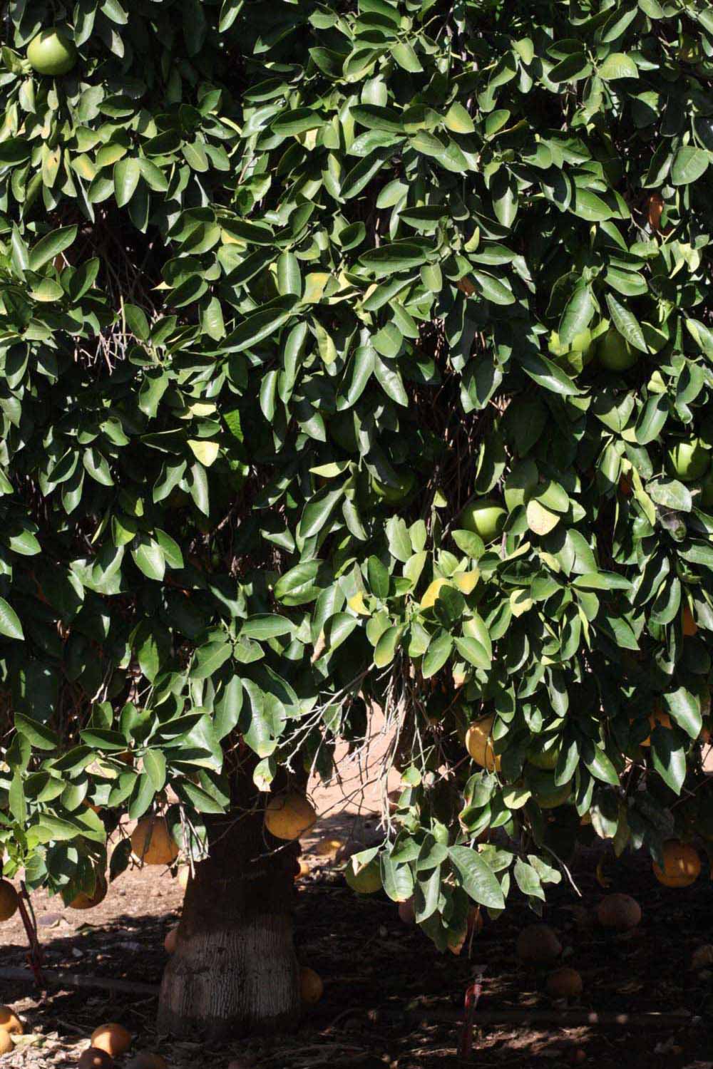            Habit (Riverside, CA)   